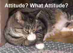 What Attitude?